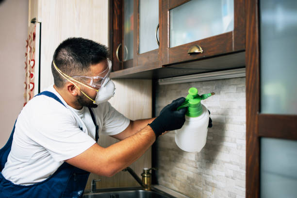 Best Flea Control Services  in Lincoln Park, MI