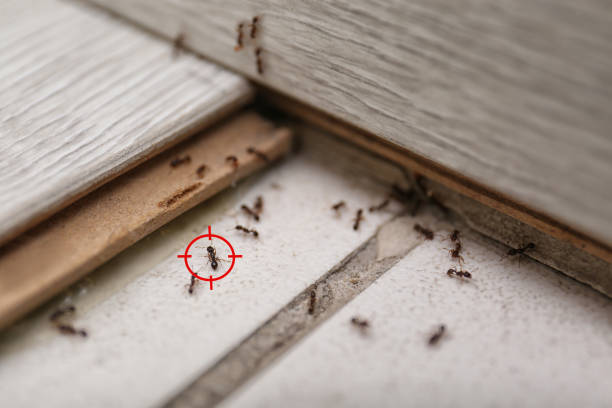 Best Emergency Pest Control  in Lincoln Park, MI