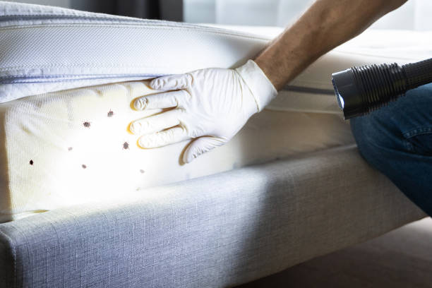 Best Cockroach Control Services  in Lincoln Park, MI