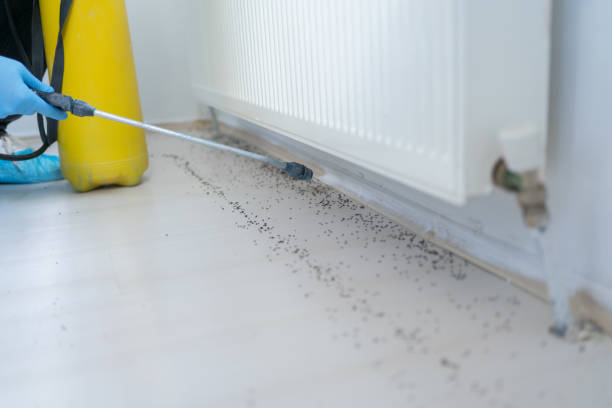 Best Affordable Pest Control Services  in Lincoln Park, MI
