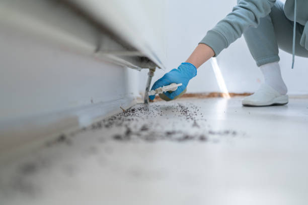 Best Mosquito Control Services  in Lincoln Park, MI